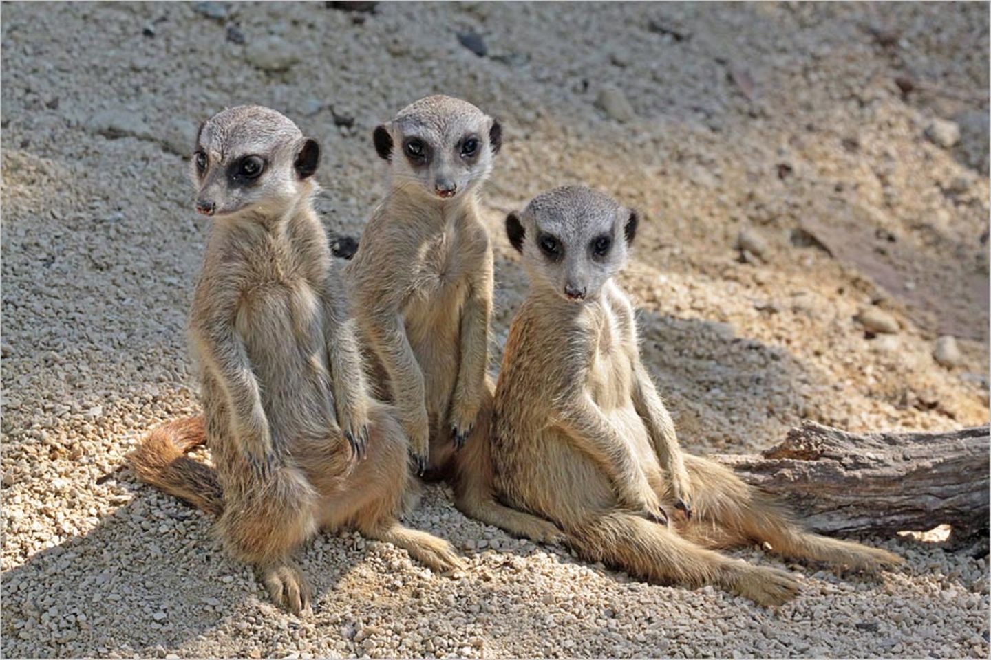 Erdmännchen