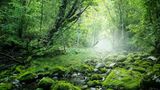 Urwald