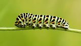 Schmetterlingsraupe