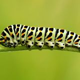 Schmetterlingsraupe