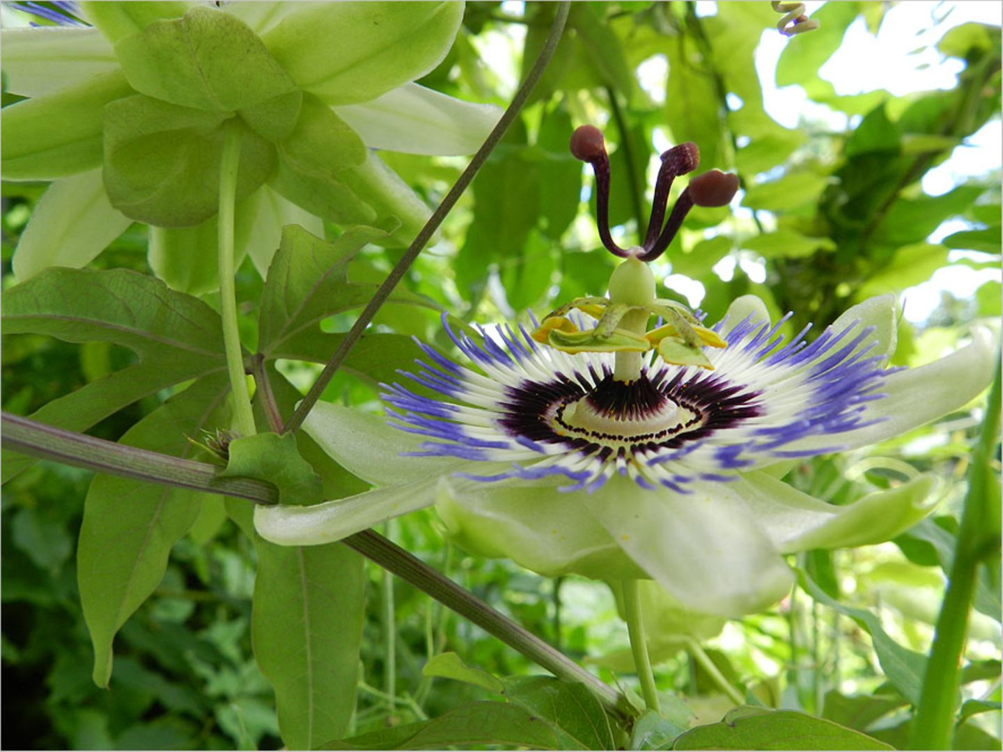 Passionsblume