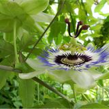 Passionsblume