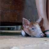 Tribewanted: Urlaub mit der Natur - Bild 3