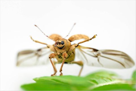 Fotogalerie: Die wunderliche Welt der Rüsselkäfer