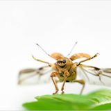 Fotogalerie: Die wunderliche Welt der Rüsselkäfer