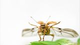 Fotogalerie: Die wunderliche Welt der Rüsselkäfer