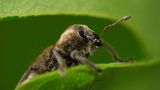 Fotogalerie: Die wunderliche Welt der Rüsselkäfer - Bild 2