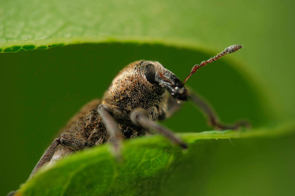 Fotogalerie Die wunderliche Welt der Rüsselkäfer Bild 2 [GEO]