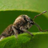 Fotogalerie: Die wunderliche Welt der Rüsselkäfer - Bild 2