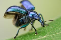Fotogalerie: Die wunderliche Welt der Rüsselkäfer - Bild 3
