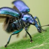 Fotogalerie: Die wunderliche Welt der Rüsselkäfer - Bild 3