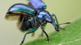 Fotogalerie: Die wunderliche Welt der Rüsselkäfer - Bild 3