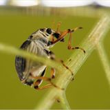 Fotogalerie: Die wunderliche Welt der Rüsselkäfer - Bild 4