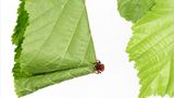 Fotogalerie: Die wunderliche Welt der Rüsselkäfer - Bild 5