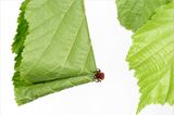 Fotogalerie: Die wunderliche Welt der Rüsselkäfer - Bild 5