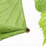 Fotogalerie: Die wunderliche Welt der Rüsselkäfer - Bild 5