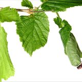 Fotogalerie: Die wunderliche Welt der Rüsselkäfer - Bild 6