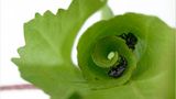 Fotogalerie: Die wunderliche Welt der Rüsselkäfer - Bild 7