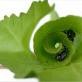 Fotogalerie: Die wunderliche Welt der Rüsselkäfer - Bild 7