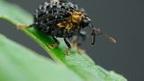 Fotogalerie: Die wunderliche Welt der Rüsselkäfer - Bild 8