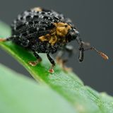 Fotogalerie: Die wunderliche Welt der Rüsselkäfer - Bild 8