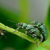 Fotogalerie: Die wunderliche Welt der Rüsselkäfer - Bild 9