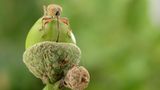Fotogalerie: Die wunderliche Welt der Rüsselkäfer - Bild 10