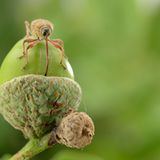 Fotogalerie: Die wunderliche Welt der Rüsselkäfer - Bild 10