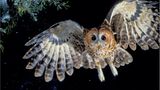 Tiere der Nacht