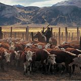 Viehabtrieb auf der Estancia Lago Belgrano