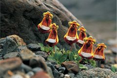 Pantoffelblumen in Patagonien