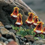 Pantoffelblumen in Patagonien