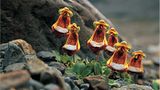 Pantoffelblumen in Patagonien