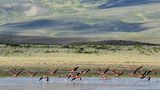 Angepasste Fauna