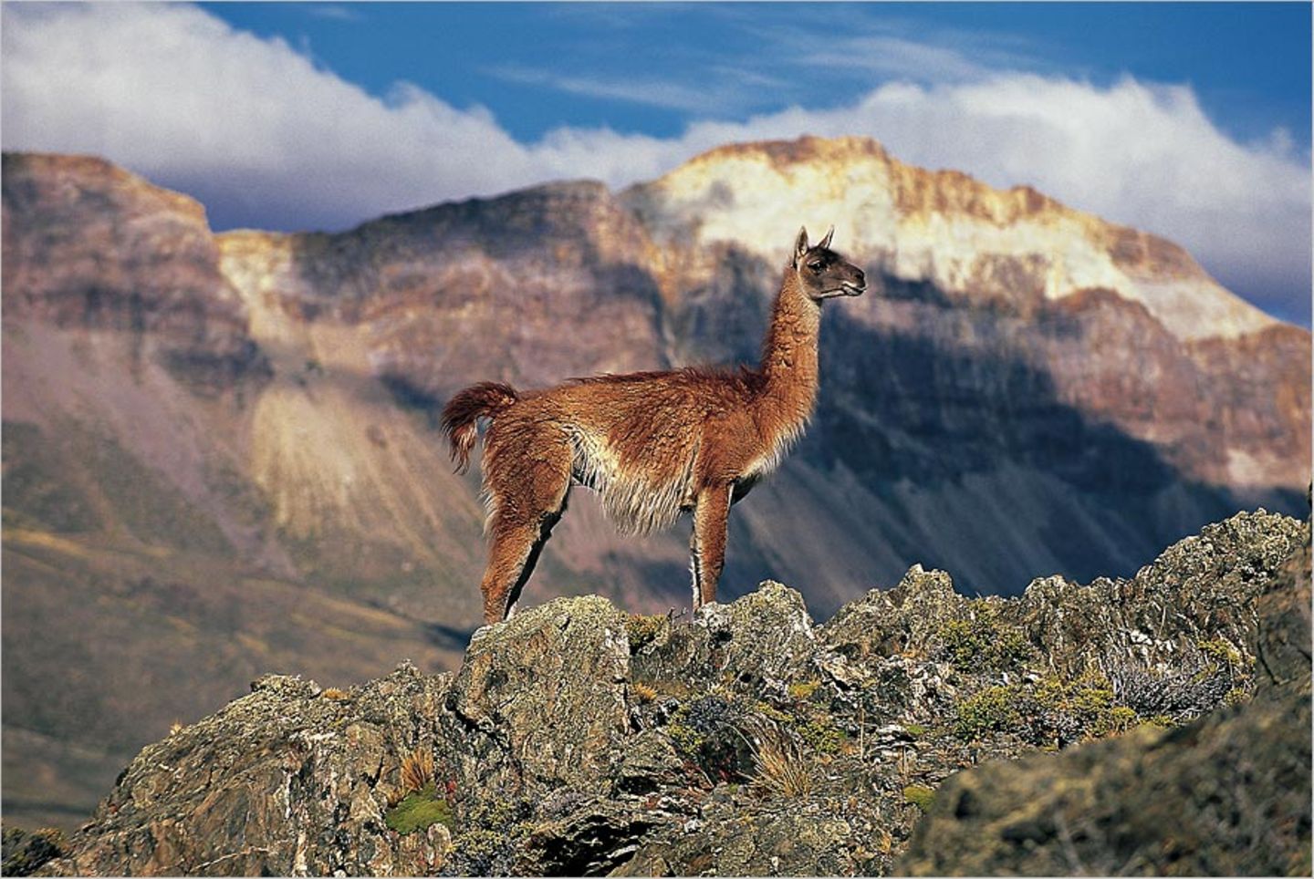 Guanakos in der patagonischen Steppe