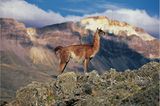 Guanakos in der patagonischen Steppe