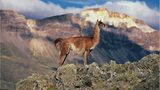 Guanakos in der patagonischen Steppe