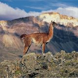 Guanakos in der patagonischen Steppe