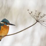 Einzigartig in Europa