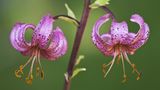 Dufte Turbanblüte