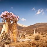 Fotogalerie: Traumkulisse Indischer Ozean - Bild 9