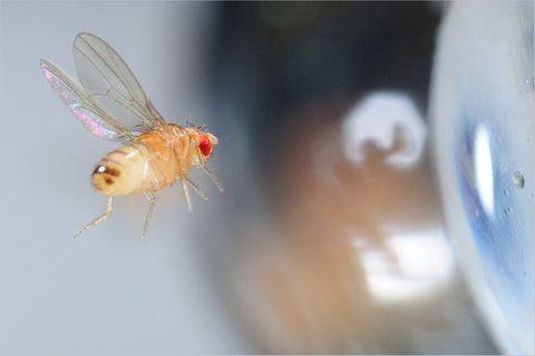 Fotogalerie: Taufliegen: Helden des Labors