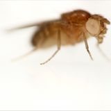 Taufliegen und die Gentechnik