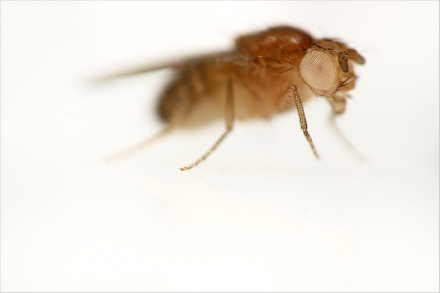 Taufliegen und die Gentechnik Taufliegen und die Gentechnik