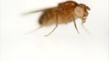 Taufliegen und die Gentechnik