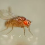 "Mutation curly + orange"