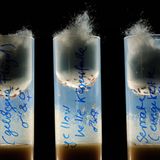 Ein Leben im Zuchtgefäß