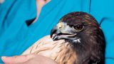 Greifvogel