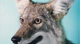 Amerikanischer Präriewolf
