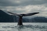 Tierschutz: Wale - bedrohte Giganten